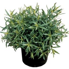 ترخون - طرخون